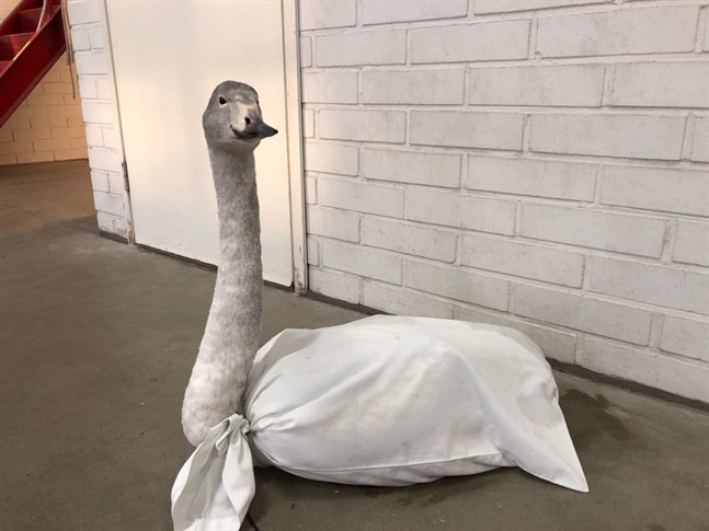 Svanungen fick först vila på brandstationen i Malax. Inne i en säck fick den värme.
