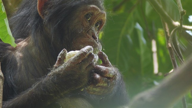 En schimpansunge som äter mango i en film producerad av National Geographic.