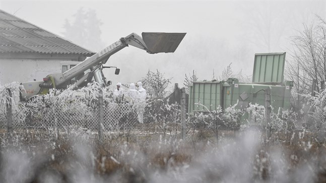 Personer med skyddskläder på en gård i Ungern, som drabbades av fågelinfluensa tidigare i år. Arkivbild.