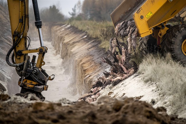 Mer än 10 000 ton mink ligger nu nergrävd i massgravar på Jylland. Arkivbild.