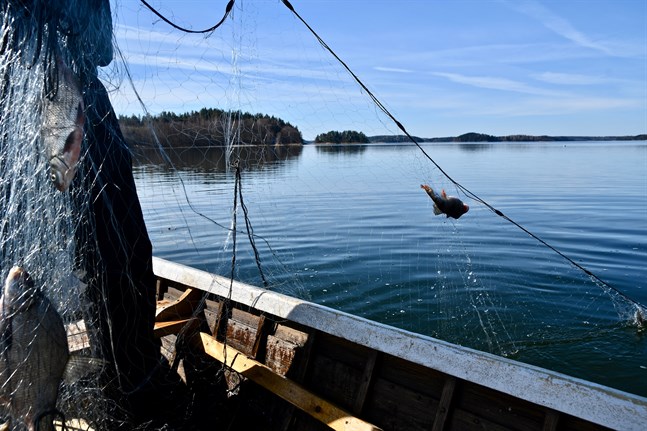 Inhemsk fisk utgör för tillfället 28 procent av den totala konsumtionen av fisk i Finland, enligt Jord- och skogsbruksministeriet. Regeringens mål är att öka andelen till över 40 procent år 2027.
