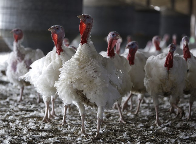 Fågelinfluensan H5N8 har upptäckts på en kalkongård i norra England. Arkivbild.