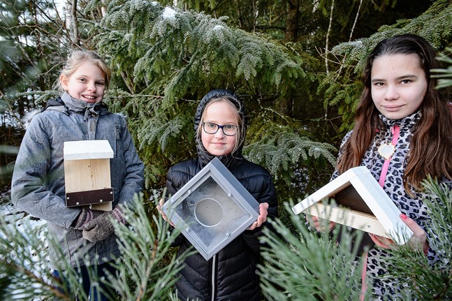 Matilda och Mikaela Esselström och Yasminé Smeds har spikat ihop en del av fågelborden. Men de har också fått hjälpa av familjevännen Ralf Mård i Kattilakoski.