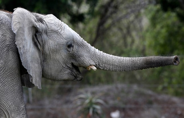 Namibia auktionerar ut 170 elefanter.