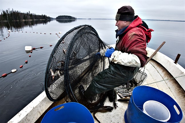 Yrkesfiskaren Roland Semskar anser att gösen i Larsmo-Öjasjön också i fortsättningen borde fredas under lektiden.