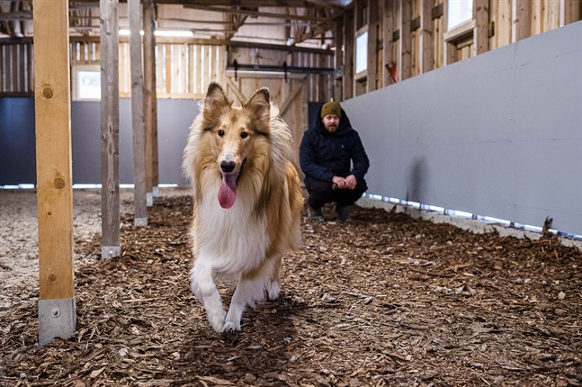 Collien Sisu behöver mycket motion. Promenader i koppel med ägaren Joni Lahti räcker inte alltid till och därför får Sisu nu testa att springa fritt i den nya hundtunneln i Karleby.