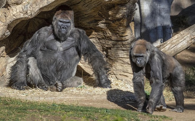 Några av gorillorna på San Diego Zoo Safari Park i Kalifornien.