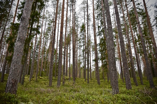 Målet är att regeringens proposition med förslag till ny markanvändnings- och bygglag ska bli klar innan utgången av 2021. Arkivbild.