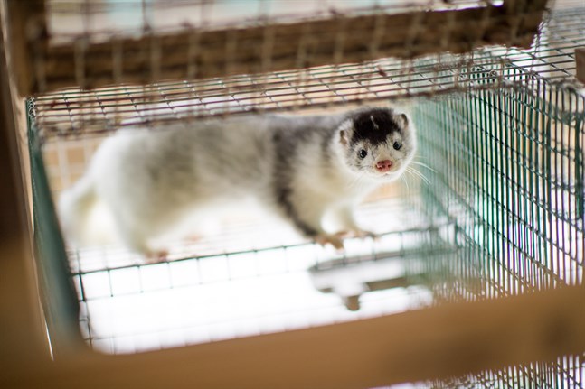 Mink på en minkfarm på Listerlandet i Blekinge. Arkivbild.