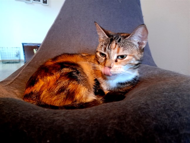 Ett bluffmeddelande om coronaviruset och katter har skickats ut i Österbotten.