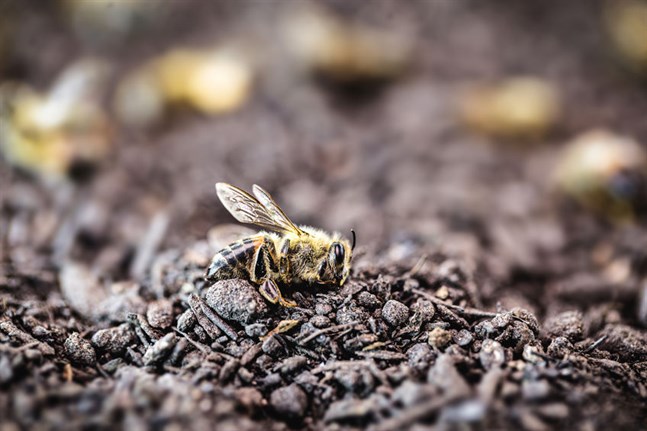 vi måste se till biodiversiteten som helhet, gravt reducera vår exploatering av djur och natur och visa våra medvarelser på denna planet lite respekt, skriver Erica Håkans.