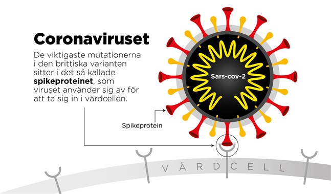 De viktigaste mutationerna i den brittiska varianten sitter i det så kallade spikeproteinet, som viruset använder sig av för att ta sig in i värdcellen.