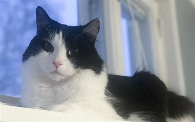 Det stora antalet smådjur i Vasa och Korsholm upptar mycket av veterinärjourens tid i norra distriktet.
