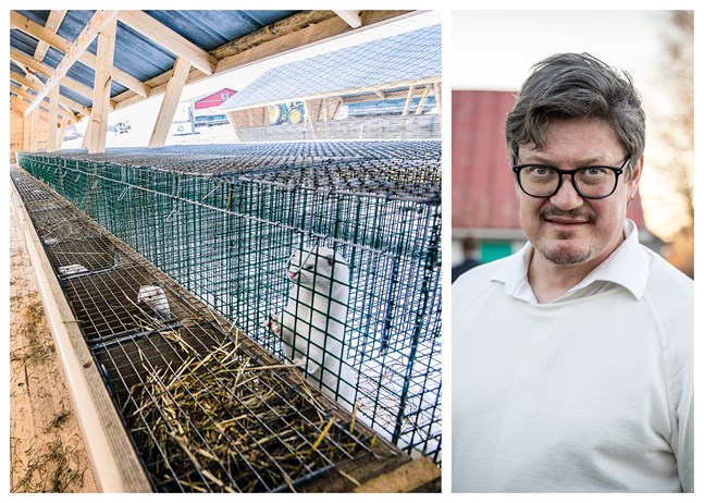 Kommundirektör Rurik Ahlberg anser att det finns bra förutsättningar för danska minkfarmare att etablera sig i Österbotten – han välkomnar dem till Korsholm.