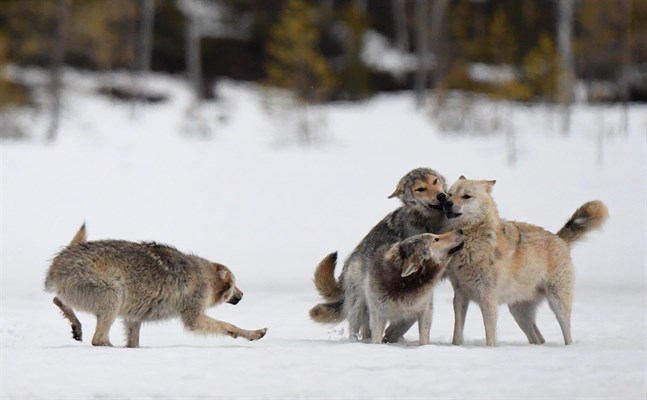 De här vargarna är fotograferade i närheten av Kuhmo.