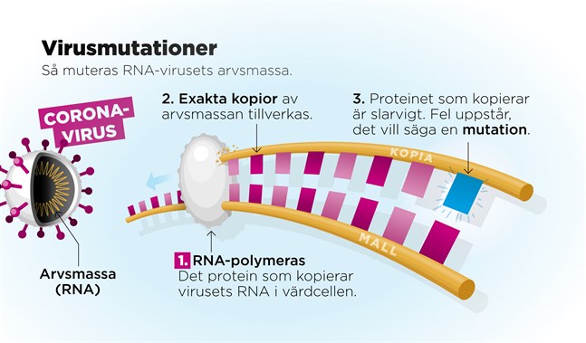Coronaviruset är ett så kallat RNA-virus. I dessa virus består arvsmassan av RNA. När virusets protein misslyckas med att kopiera arvsmassan uppstår en mutation.