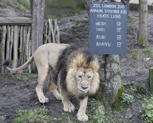 Lejonet Bhanu på London Zoo i januari i fjol.