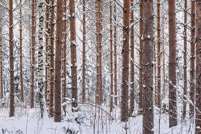 Finlands skogsforskning är framstående, påpekar Mats Nylund.