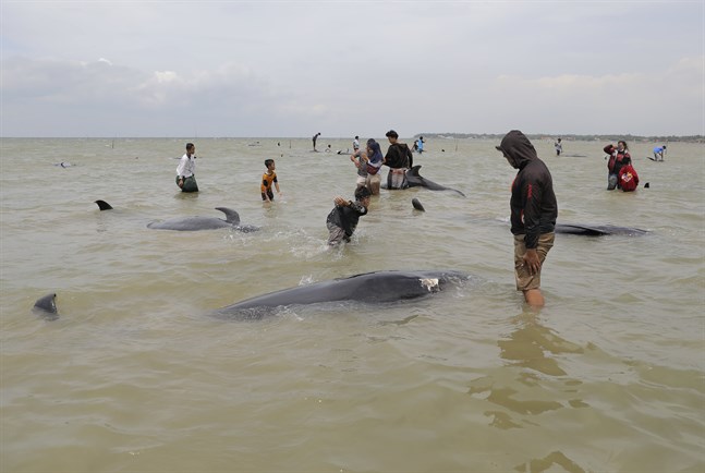 Öbor på indonesiska Madura beskådar valkadaver vid stranden.