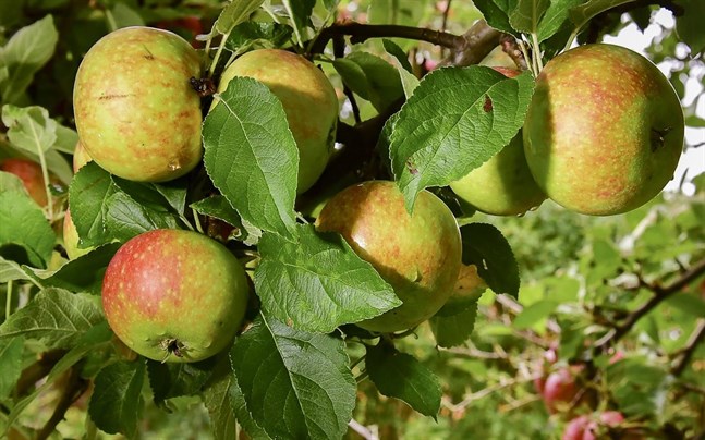 Om du har fruktträd hemma så kan du bidra till Svenska Jordbruksverkets arbete för att stoppa jobbiga insekter.