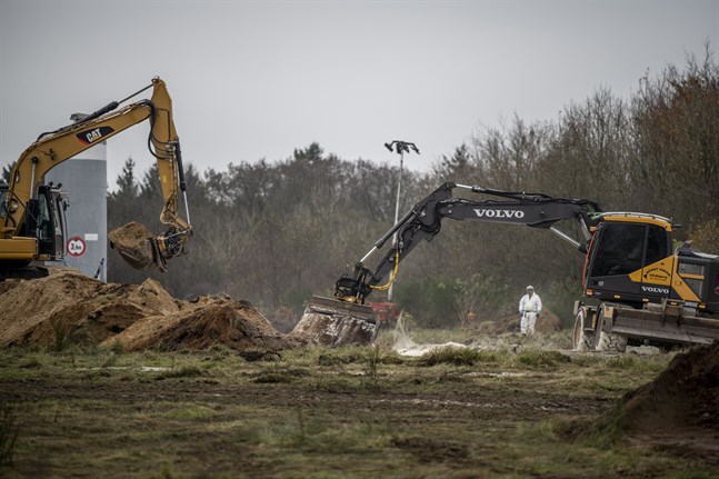 Minkavlivningen i Danmark var ett jätteprojekt. Här hanteras döda minkar på militärt område nära Holstebro på Jylland i november.