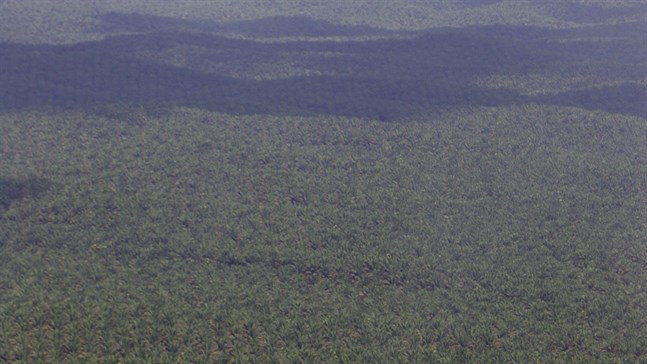 De indonesiska regnskogarna ruvar på många hemligheter. Arkivbild från Sumatra.
