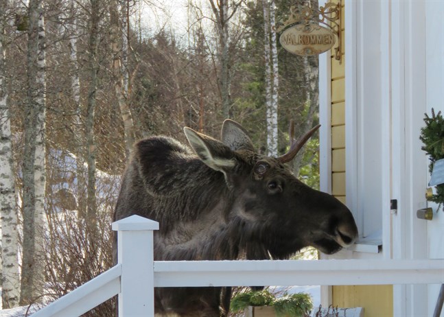 En sällsynt orädd älg hälsade på hos Lindviks i Replot.