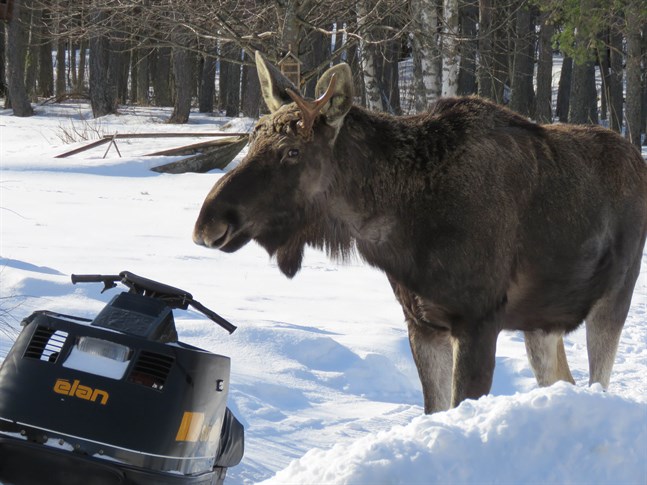 Den var helt orädd, det var nästan som om den var sällskapssjuk, säger Lindvik.