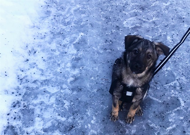 Visionen om ett stort rekreationsområde innehåller en hundpark.