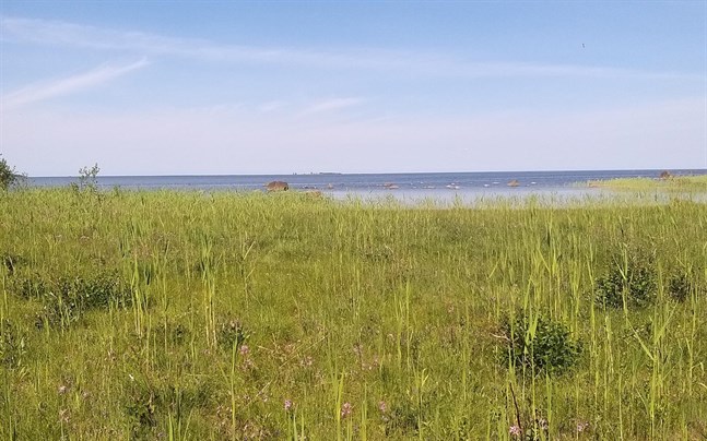 Strandängsområden i Socklot planeras att restaureras genom Helmi-projektet.