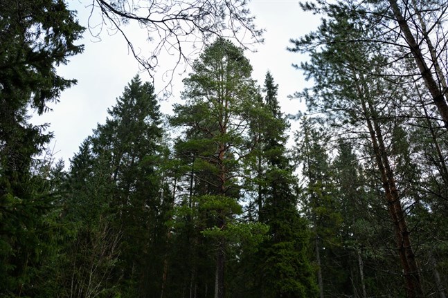 Finlands skog torde i medeltal vara yngre än Sveriges, skriver Daniel Paro.