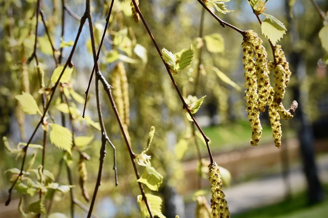 Björken börjar vanligtvis blomma kring valborg. Naturresursinstitutet förutspår att björkens blomning blir riklig i år. Arkivbild.