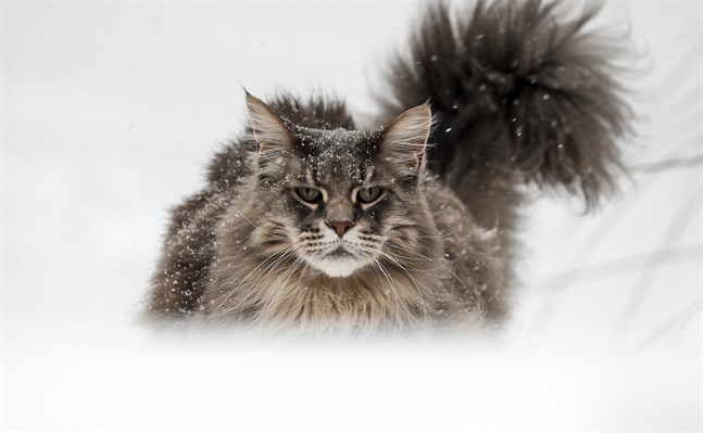 Katten är en skicklig jägare, som har följt med människan ut i hela världen från Europa och Mellanöstern. Arkivbild.