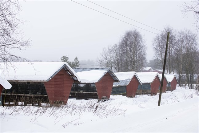 Pälsdjursnäringen lever helt på marknadens villkor, skriver Steven Frostdahl.