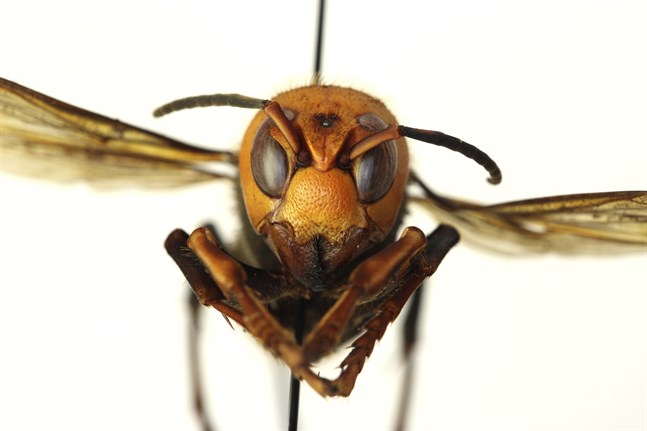 En död bålgeting av arten Vespa mandarinia har fotats i Washington i USA. Nu skruvar myndigheter i USA och Kanada upp kampen mot den fruktade insekten. Arkivbild.