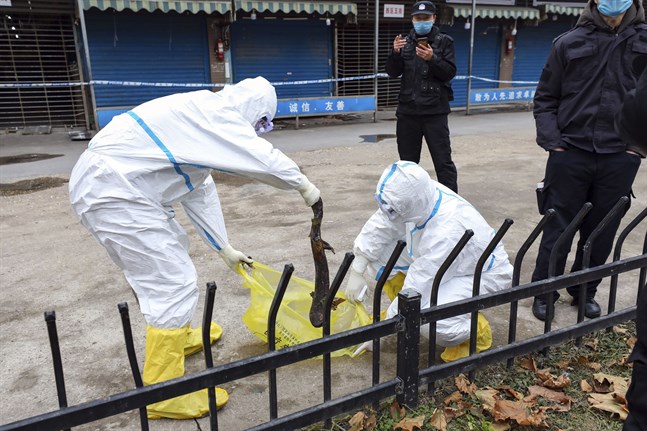 Coronavirusutbrottet i Wuhan i Kina spårades tidigt till marknaden Huanan, där vilda djur sålts som mat. Marknader som säljer levande och döda djur på det här sättet är en central del av vardagen i många städer i Asien. Arkivbild.
