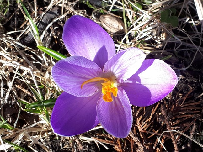 Nyhetsbild