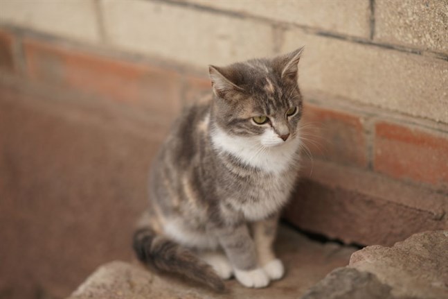 En katt. Inte den som behövde hjälp i Malax.