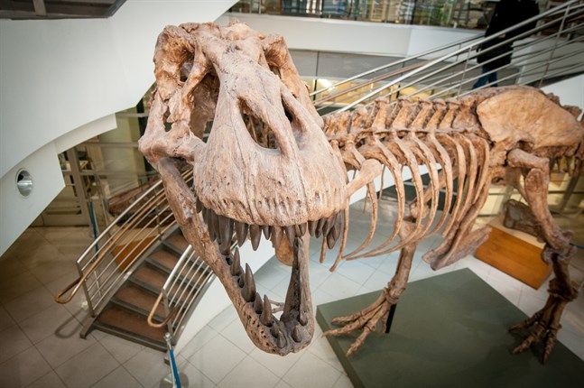 Det fanns "bara" cirka 20 000 tyrannosaurier på en och samma gång, när det begav sig. Men totalt har det funnits miljarder av dem, visar forskning. På bilden syns en avgjutning av ett av de 32 mer eller mindre kompletta fossila skelett av detta djur som någonsin har hittats.