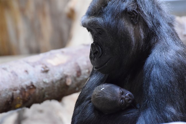 Den 5 april fick gorillaflocken på Kolmården ytterligare tillökning, då Babule och Enzo fick sin första unge tillsammans, en liten gorillahane.