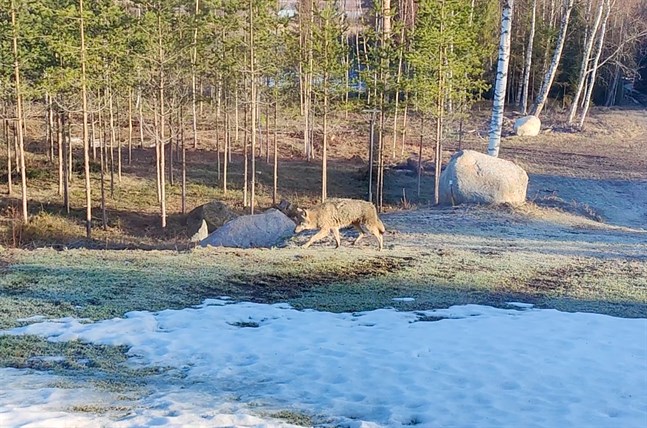 En storvuxen varg sprang förbi Sebastian Lövdahls sovrumsfönster på söndagsmorgonen i Östensö.