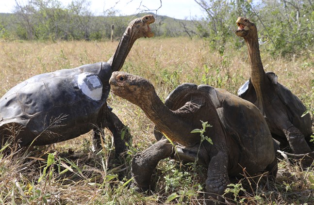 En grupp jättesköldpaddor ögonblicket efter att de släppts ut i det fria på ön Española i Galápagos-provinsen utanför Ecuador. Bilden är från i juni 2020.