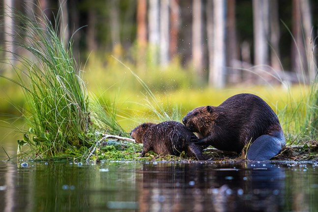Bävern bygger dammar för att skydda sitt bo från inkräktare. Bilden är från Virdois och föreställer den kanadensiska arten. Man vill förhindra att kanadensisk bäver sprider sig till exempelvis Lappfjärd eftersom den då skulle hota den europeiska bävern.