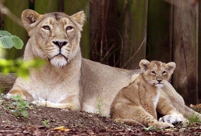 En asiatisk lejonhona med sin unge. Bilden är från ett annat zoo. Arkivbild.