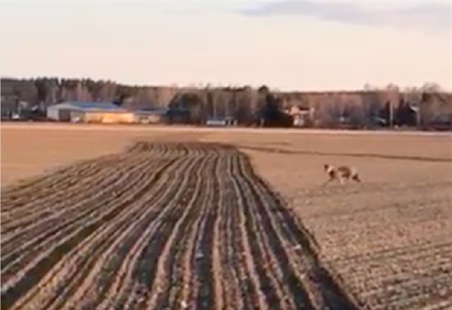 I videon är bilden tydligare än i den här skärmdumpen.