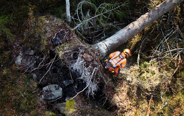 Stormskadad skog 2019. Magnus Rådström röjer. Farhågor finns om att EU:s förnyade skogsstrategi kommer att skada det finländska skogsbruket.