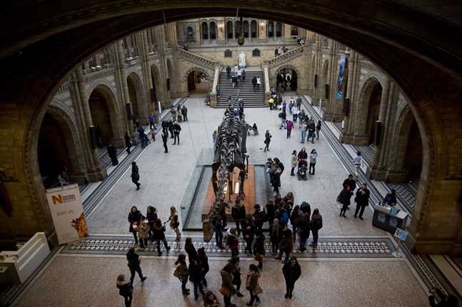 En dinosaurie vid Londons naturhistoriska museum. Arkivbild.