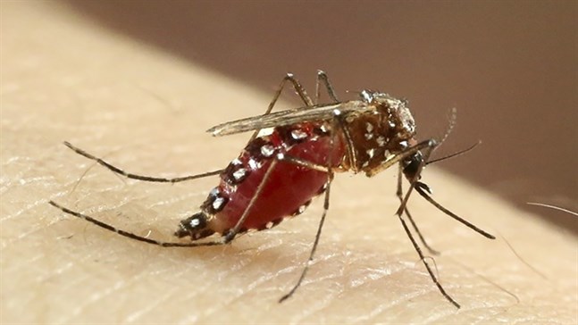 Gulafebermygga (Aedes aegypti).