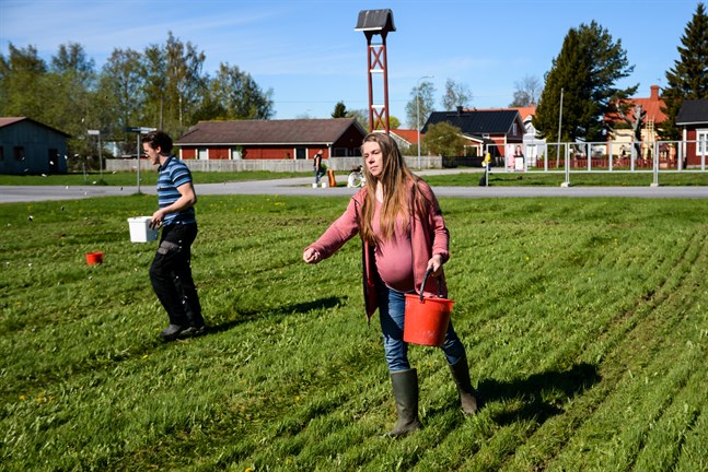 Biologen Torgny Backman och stadsstyrelsens nuvarande ordförande Miriam Bondén hör till dem som var med om att anlägga blomsterängar på torg i Kaskö.