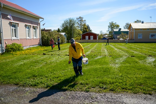 Tekniska nämndens ordförande Jukka Salo, i förgrunden, var på våren med och sådde frön för att skapa en blomsteräng på Fiskartorget i Kaskö.